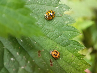 ladybird on leaf summer garden