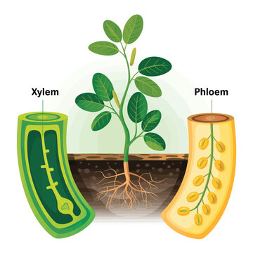 Diagram illustrating plant xylem and phloem tissues responsible for transport