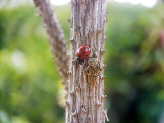 ladybird on leaf summer garden