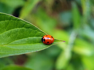 ladybird on leaf summer garden