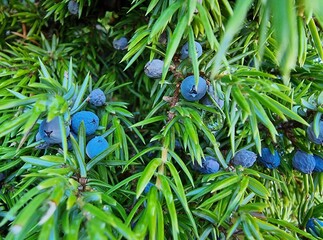 Heide-Wacholder in der Nemitzer Heide, Wendland