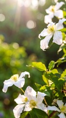 White clematis blossoms in sunlight