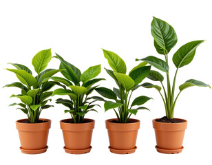 Fototapeta premium Variety of Green Indoor Houseplants in Terracotta Pots Decoration
