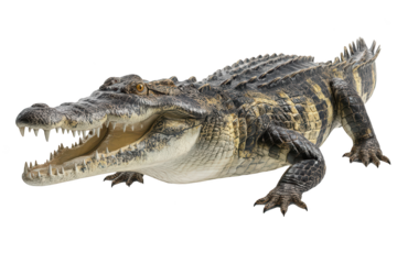 Ferocious reptile displays teeth, scales, and powerful jaws against black backdrop