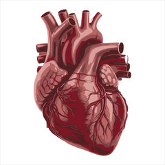 Detailed Anatomical Illustration of a Human Heart Depicting Arteries and Veins in Deep Red Tones on a White Background