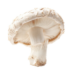 Close-up of a single, whole, light beige mushroom.  Its cap is slightly domed, with a textured surface, and a prominent stem