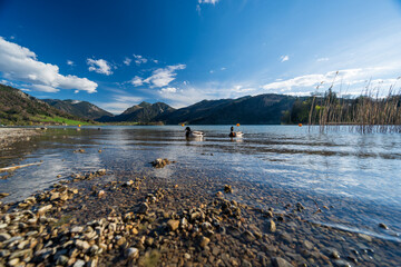Stockenten am Ufer des Schliersees mit Bergpanorama – Frühlingsstimmung in Oberbayern
