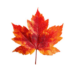Obraz premium Close-up of a vibrant autumn maple leaf. Rich hues of orange and red, sharply defined edges, isolated against a black background. Leaf displays intricate venation patterns