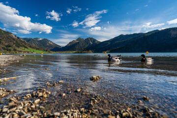 Stockenten am Ufer des Schliersees mit Bergpanorama – Frühlingsstimmung in Oberbayern