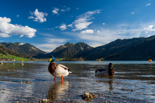 Stockenten am Ufer des Schliersees mit Bergpanorama &ndash; Fr&uuml;hlingsstimmung in Oberbayern