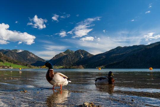 Stockenten am Ufer des Schliersees mit Bergpanorama &ndash; Fr&uuml;hlingsstimmung in Oberbayern