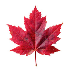Vibrant crimson maple leaf against black background