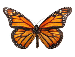 Fototapeta premium Close-up of an orange and black monarch butterfly, wings outstretched, against a black background