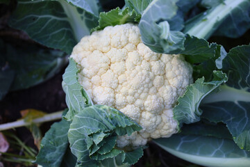 Fresh cauliflower growing in a field in Scotland, UK