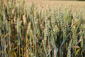 Wheat growing in the sunshine in Scotland, UK