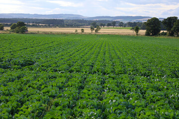 Brussels sprouts growing in a field in Scotland, UK