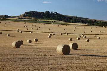 View of hay bales in a field in Scotland, UK