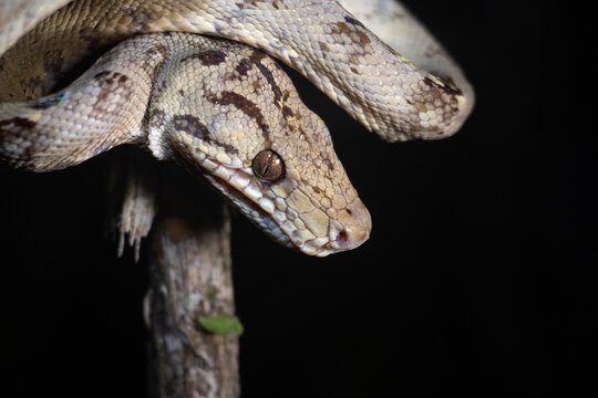 Corallus hortulanus -Estacion biologica Malinowski 