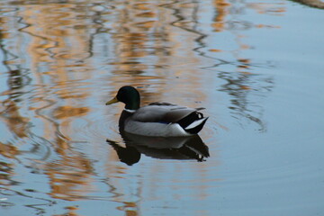 male mallard duck swimming in a river at dusk. The scene captures the calm water, soft evening light, and natural wildlife atmosphere.