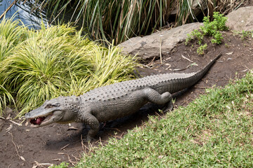 the alligator is carrying a lump of meat