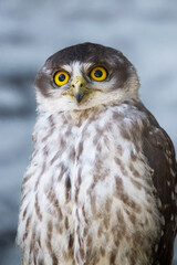this is a close up of a barking owl