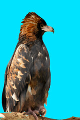 this is a close up of a black breasted buzzard