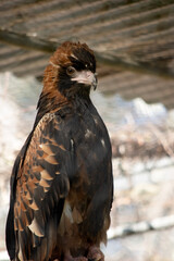 this is a close up of a black breasted buzzard