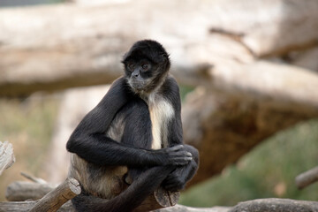 The black-handed spider monkey is sitting on a log