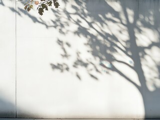 Tree casts a shadow on a white wall