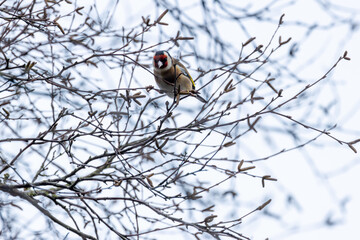 European Goldfinch (Carduelis carduelis) in Dublin (Ireland)