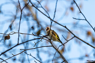 European Goldfinch (Carduelis carduelis) in Dublin (Ireland)