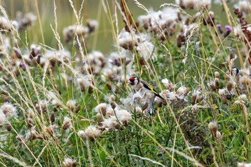 European Goldfinch (Carduelis carduelis) in Dublin (Ireland)