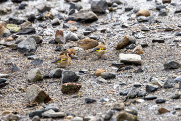 European Goldfinch (Carduelis carduelis) in Dublin (Ireland)