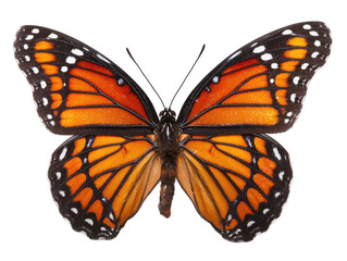 Fototapeta premium Monarch butterfly, vibrant orange and black wings, detailed markings, isolated on black background