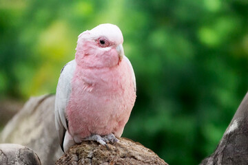 the galal is perched on a tree stump