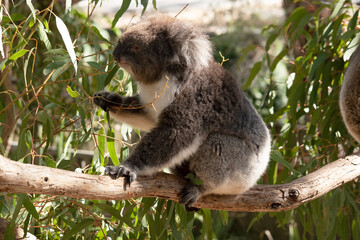 the koala ia eating eucalyptus  leaves
