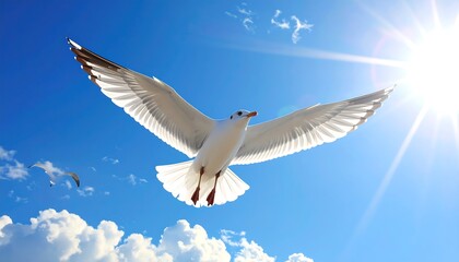 Obraz premium A white seagull soars through a vibrant blue sky, wings outstretched, bathed in the bright sunshine.