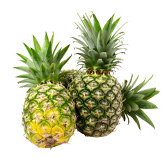 Fototapeta premium Four vibrant, fresh pineapples with spiky green crowns, isolated on black