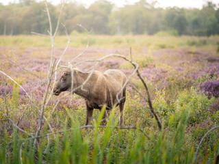 junger elch in graslandschaft