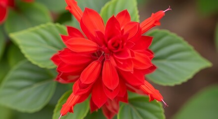 Radiant scarlet blooms capture the essence of summer vitality with their vibrant hue and lush