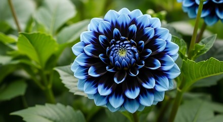 Radiant dahlia flower showcasing unique blue and black colored petals in a garden setting