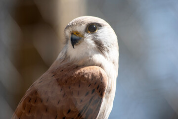 this is a close up of a nankeen kestrel