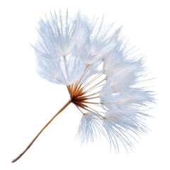 Delicate, dried seedhead, light gray-white, fan-like structure,  on a thin stem,  isolated against black