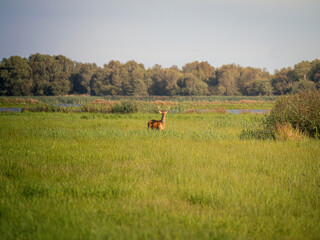 hirsch reh auf feld
