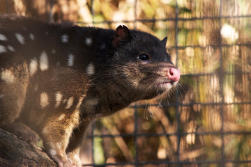 Spotted-tailed Quolls are marsupials which have rich red to dark brown fur and covered with white spots on the back which continue down the tail.