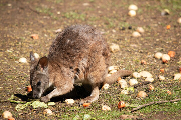 the red necked wallaby is eating a vegtable