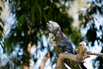 females have yellow spots on the head, neck and wings, and orange-yellow barring on the breast and undertail. Both sexes have dark brown eyes and brown-grey ..