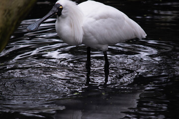 The royal spoonbill is a large white sea bird with a black bill that looks like a spoon.