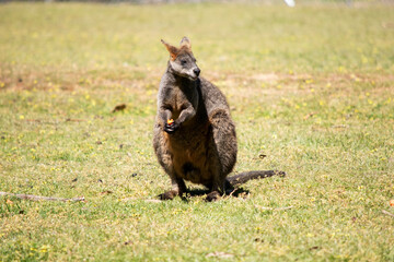 The swamp wallaby has dark brown fur, often with lighter rusty patches on the belly, chest and base of the ears.
