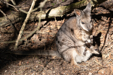 the tammar wallaby has a joey in its pouch